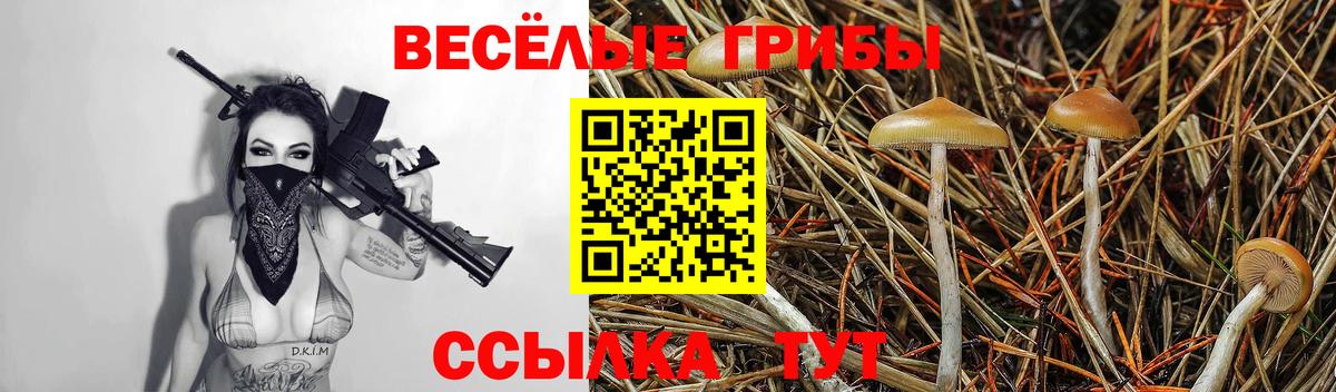 Галлюциногенные грибы Psilocybine cubensis Пенза